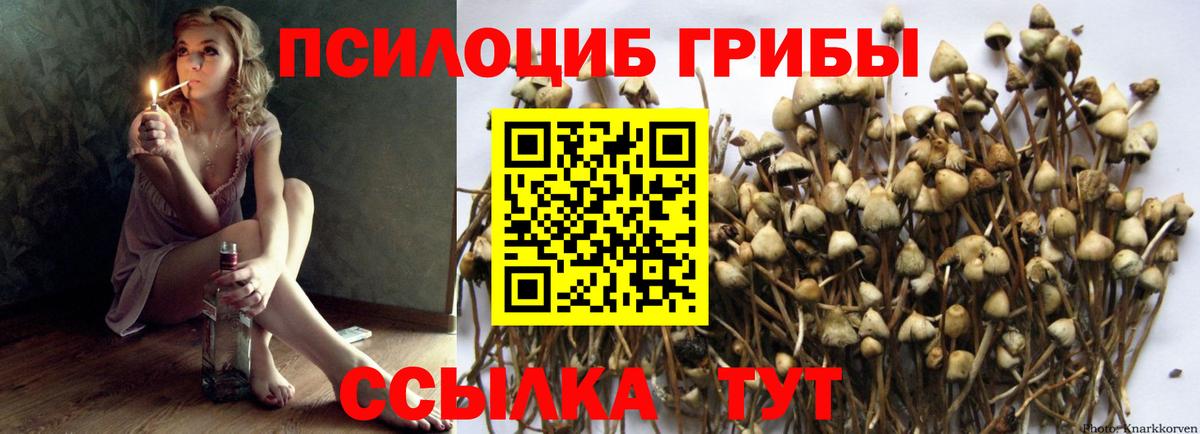Псилоцибиновые грибы Cubensis  наркошоп  Сосновый Бор  Галлюциногенные грибы прущие грибы  Вход с VPN 